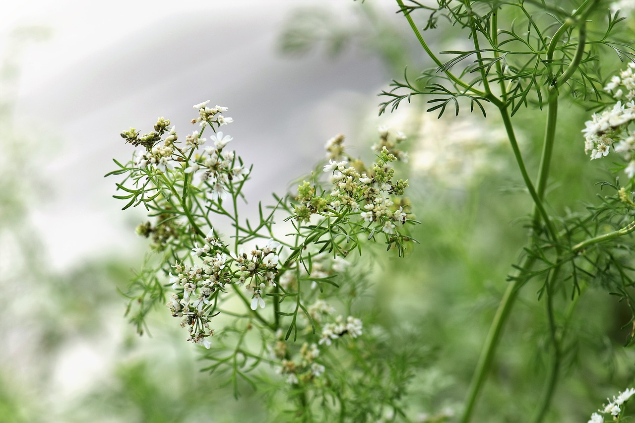 端午时节，解锁西米粽的独特魅力，制作步骤与营养秘籍